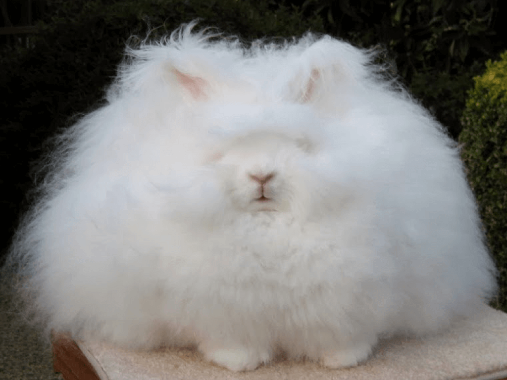 Kaninracer | Læs om de kaninracer kanin Artikler & udstyr
